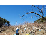 [고국배송] 단감(부유)10kg 45과