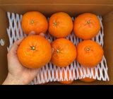 [고국배송] 제주 서귀포 레드향2.5kg 4.5kg 가정용 설선물 명절선물