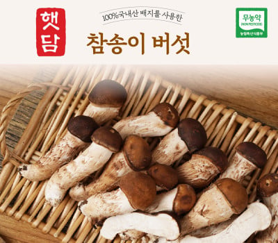 [고국배송] [햇담송]국내산 참송이버섯 정품 특사이즈 최상급 500g 1kg