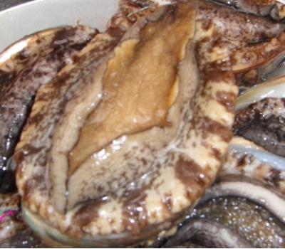 [고국배송] 욕지도 자연산 전복 1000g 무료배송