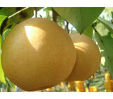 [고국배송] gap인증 한방배특 9-11과 (7.5kg)