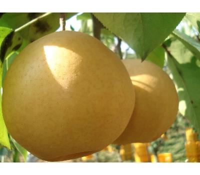 [고국배송] gap인증 한방배특 9-11과 (7.5kg)