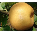 [고국배송] gap인증 한방배특 9-11과 (7.5kg)