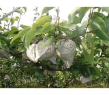 [고국배송] gap인증 한방배특 9-11과 (7.5kg)