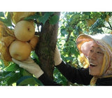 [고국배송] GAP인증 특 한방배 7.5kg (12~14과)