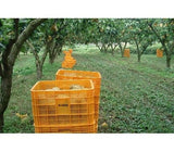 [고국배송] GAP인증 특 한방배 7.5kg (12~14과)