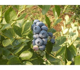 [고국배송] 홍가네 친환경(무농약) 냉동 블루베리 (상) 2kg